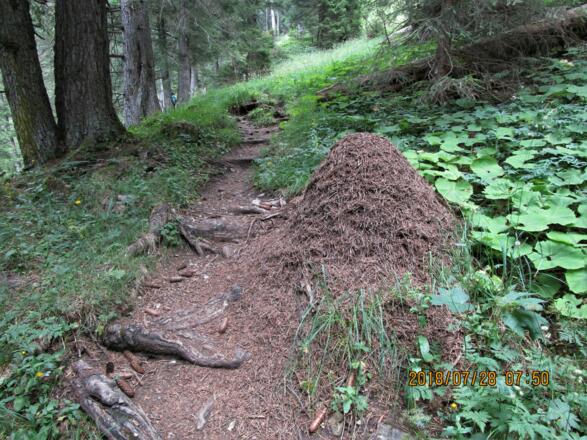 Schöner schattiger Waldweg zur Setschalpe