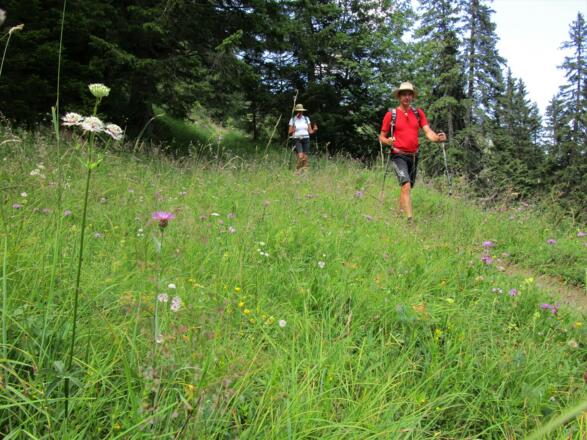 Beim Abstieg durch lichte Wälder erfreuen uns immer wieder blumenreiche Wiesen