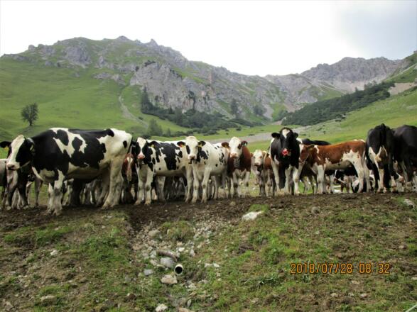 "Wer kommt denn da?" mögen sich die Rinder denken