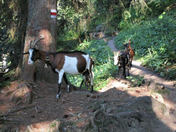 Aug in Aug mit wilden Tieren