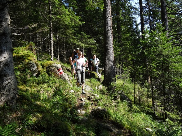 Wanderung durch den Wald