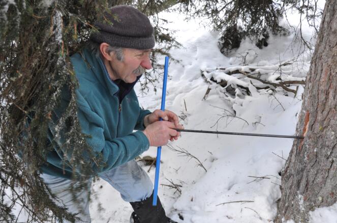 Kassian Erhart auf der Suche nach Haselfichten