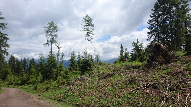 Weg Richtung Kinderalm
