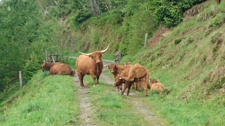 Weg Richtung Palfnerkogel