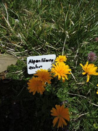 Alpenlöwenzahn