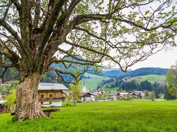 Ahornbaum beim Bögrainhof