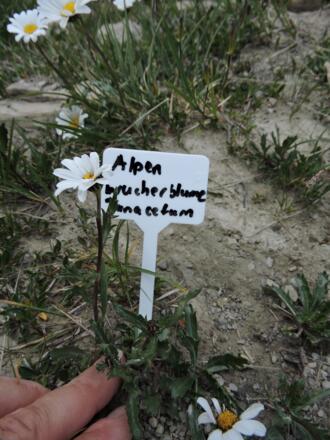 Alpenwucherblume