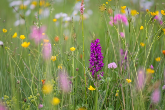 Königin der Blumen