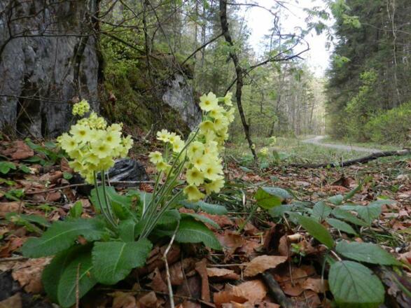 Blühendes Blühnbachtal
