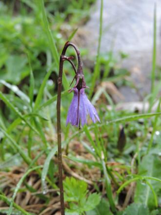 Soldanella