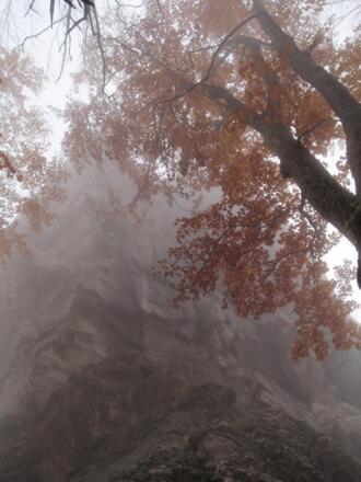 Pfennigstein - ein beliebter Kletterfelsen noch im Nebel