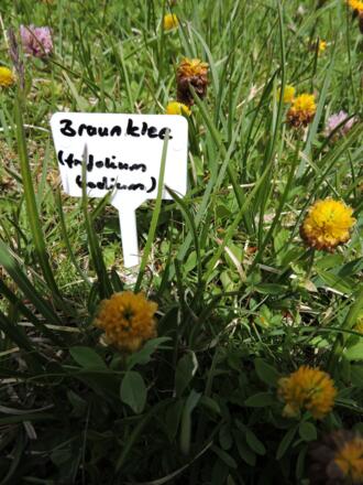 Braunklee