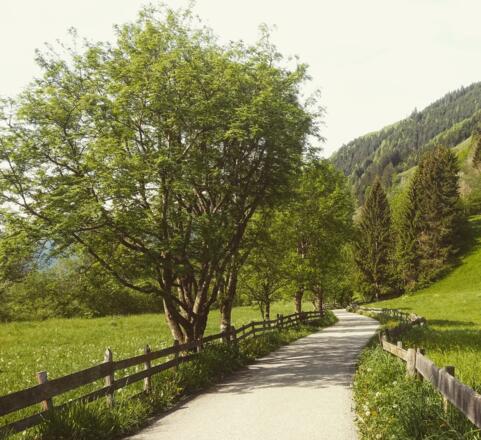 Rad- und Wanderweg