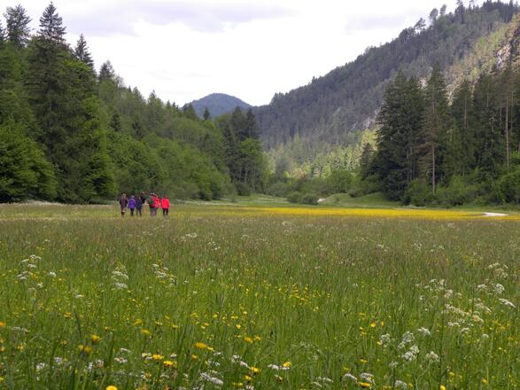 Leichte Wanderung durch das liebliche Veichltal