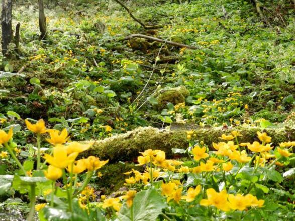 Blühendes Blühnbachtal