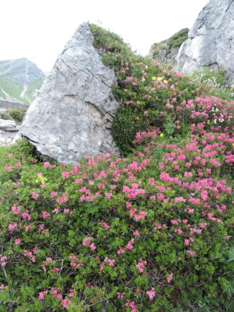 Alpenrose