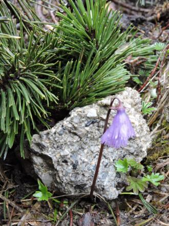 Soldanella