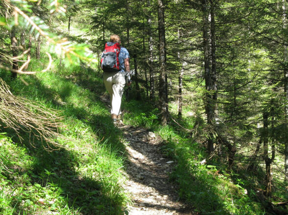 In nicht allzu steilen Serpentinen schlängelt sich der Weg durch lichten Wald!