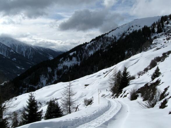 Über die Forststraße zurück zur Peeralm (und über die Rodelbahn ins Tal).
