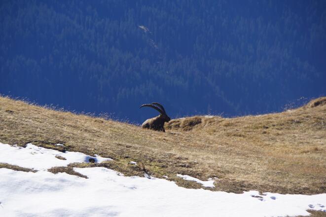 Im Reich der Steinböcke