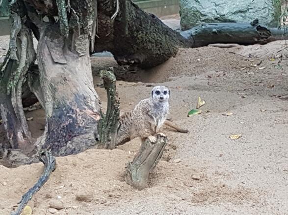 Erdmännchen im Zoo Linz