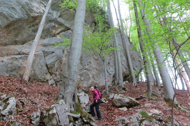 Hinauf durch den Wald