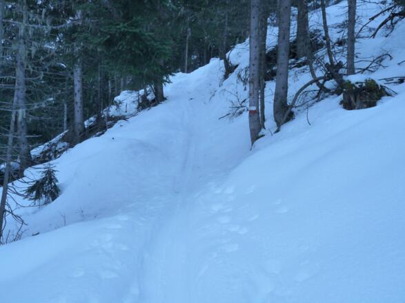 Mitunter steil führt der Anstieg auf dem Sommerweg durch den Fichtenwald.