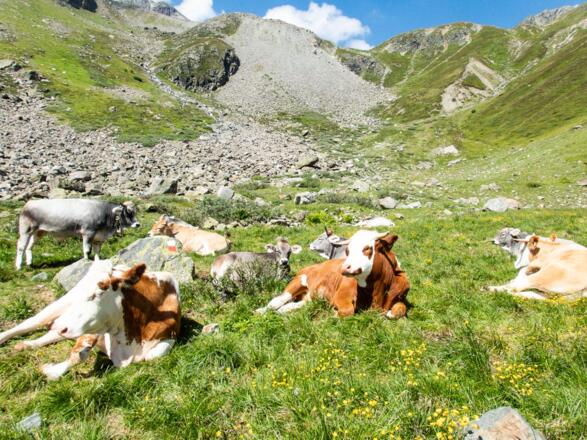 Am Karlesegg angekommen, entscheiden wir uns für die etwas schwierigere Variante über das Steinbockjoch.