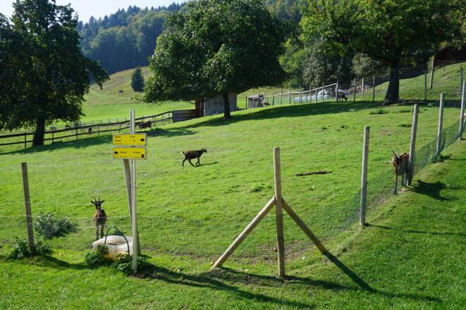 Hasen, Ziegen, Pferde usw. beim Druckerhof