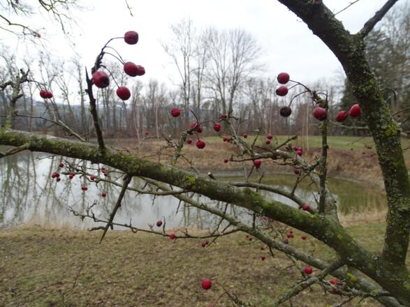 wertvolle Lebensräume für Tiere und Pflanzen