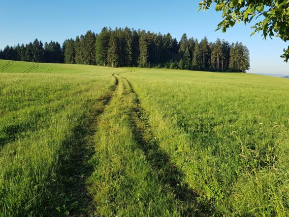 Der Wanderweg von Spöck nach Neukirchen ist erreicht.