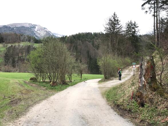 Abzweigung zum Giererkogel, wir folgen der Forststraße hinauf