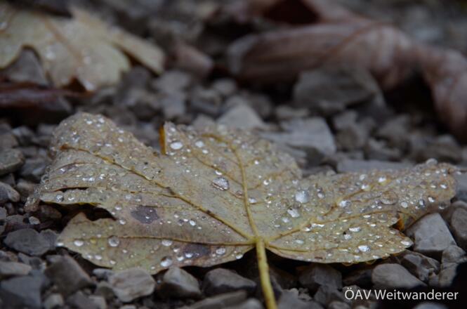 Herbstlaub am Weg