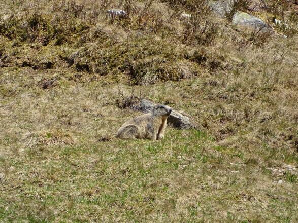 Murmeltiere kommen nach dem langen Winterschlaf wieder nach oben
