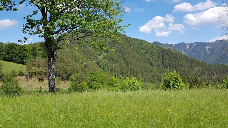 auf der Pichelhöhe (Saurüssel)