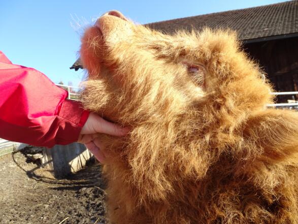 Dieses freundliche Schottische Hochlandkalb genoss es sichtlich gekrault zu werden