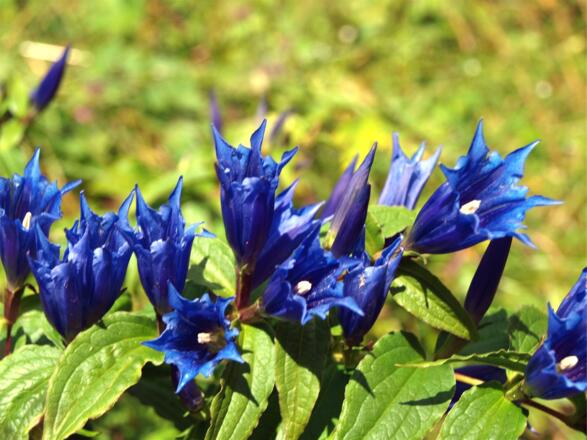 Enziane beim Aufstieg zur Alm