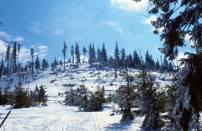 Schlussanstieg zum Reischberg um 1205m