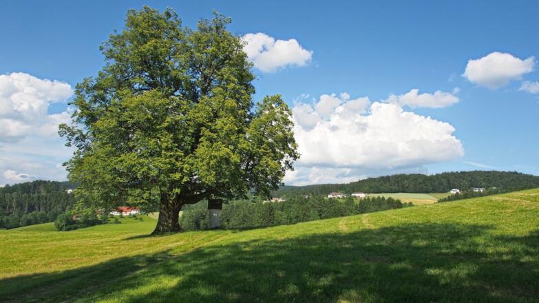 Trailabschnitte am Weg Richtung Gis