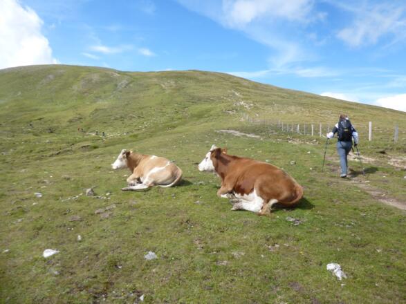 Am Weg zur Eisentalhöhe
