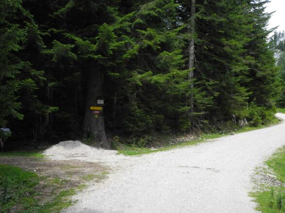 Hier verlassen wir die Forststraße nach links.