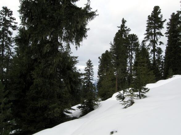 Schöne Waldroute abseits der Rodelbahn.