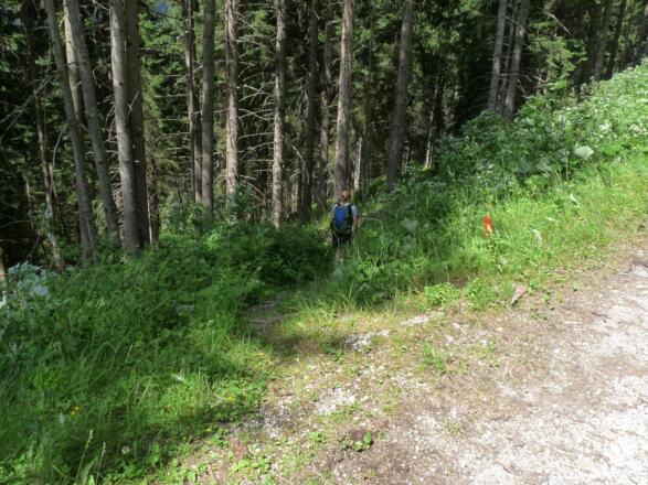 Teilweise ist der Steig ins Tal schon etwas verwachsen, wobei die orange Markierung immer gut sichtbar ist.