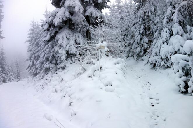 vom Forstweg  (~845 m) sofort rechts ab auf den Wanderpfad