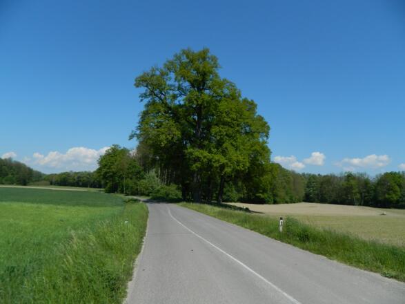 Eichen der Au von St. Pantaleon. Hier war Österreichs zweites Atomkraftwerk geplant!