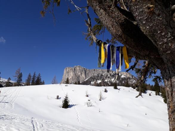 Stubwies von der Schmidalm