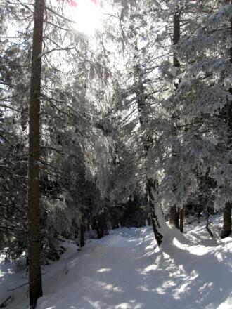 Wieder retour auf dem Hohlweg geht es zurück zum Ausgangspunkt.
