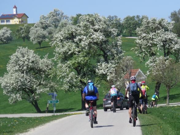 Blühende Birnbäume - weiße Pracht