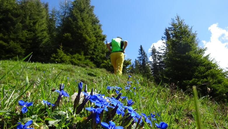 Der Sumpfkopf ist speziell im Frühling ein Blumenberg der Spitzenklasse.
