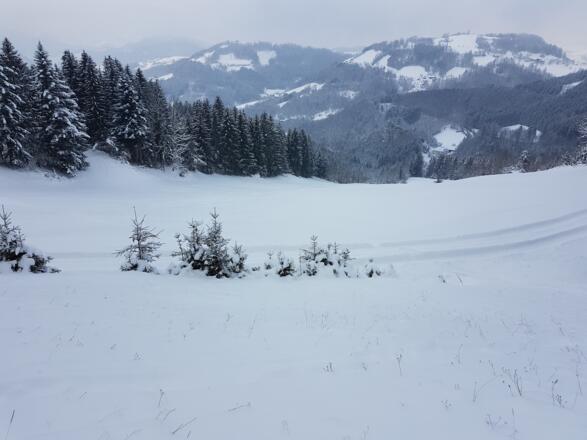 Endlose Wiesenhänge bei der Abfahrt